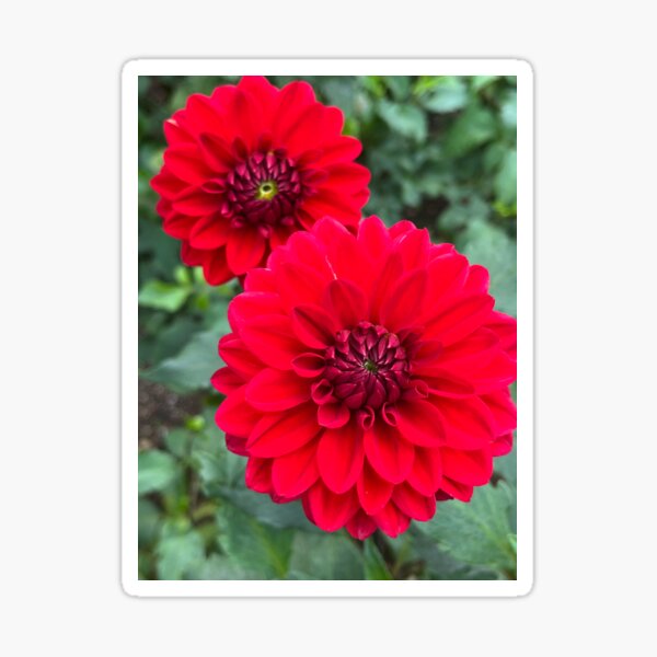 Item preview, Dahlia Anna Cornelia designed and sold by Laybov.