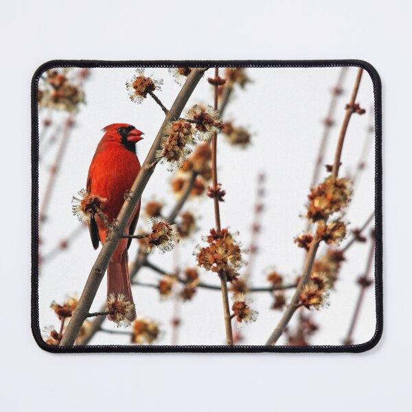 Item preview, Northern Red Cardinal designed and sold by Debbie Oppermann.