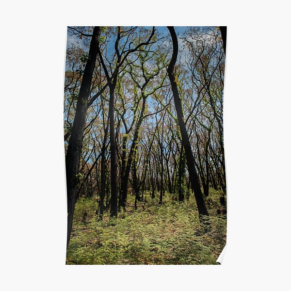 Bushfire regrowth Poster