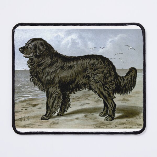 Item preview, Newfoundland Dog Vintage Chromolithograph Vero Shaw Dog Lover Gift designed and sold by ElegantTeaTime.
