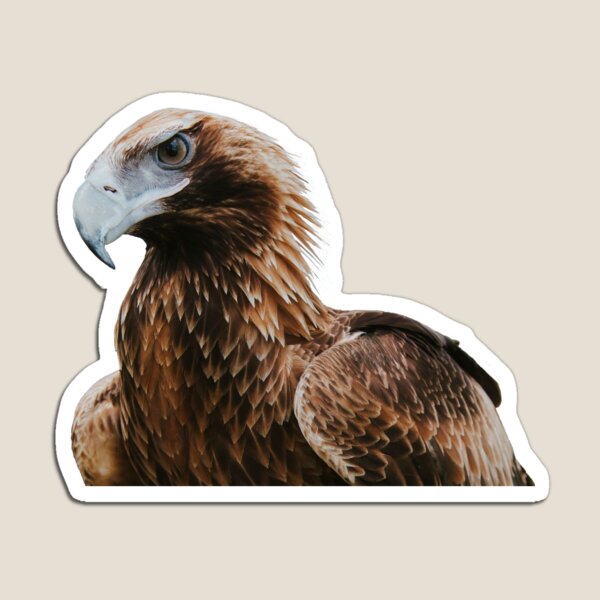Item preview, Oden the Wedge-Tailed Eagle Sticker designed and sold by FF-designs.