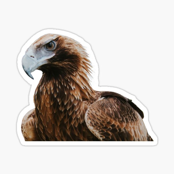 Item preview, Oden the Wedge-Tailed Eagle Sticker designed and sold by FF-designs.