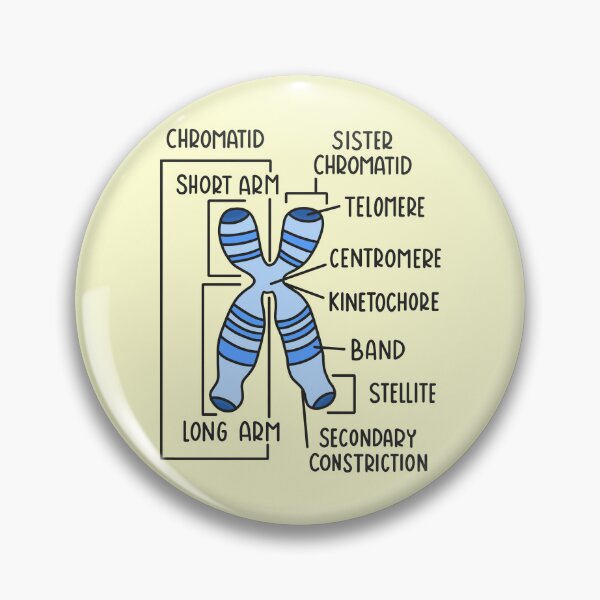 Item preview, Hand Drawn Chromosome designed and sold by SofiaSava01.