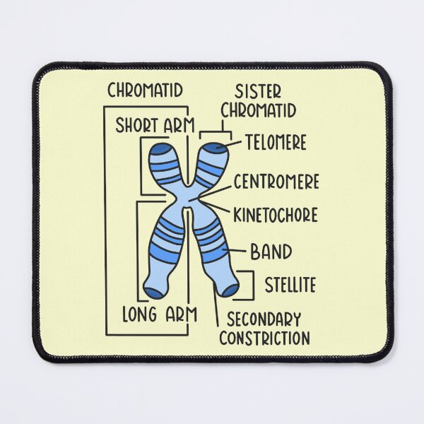 Item preview, Hand Drawn Chromosome designed and sold by SofiaSava01.