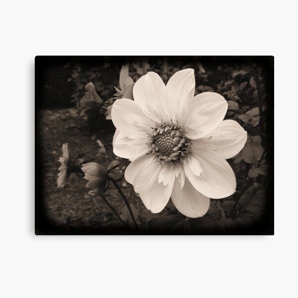 Dreamy Dahlia Canvas Print