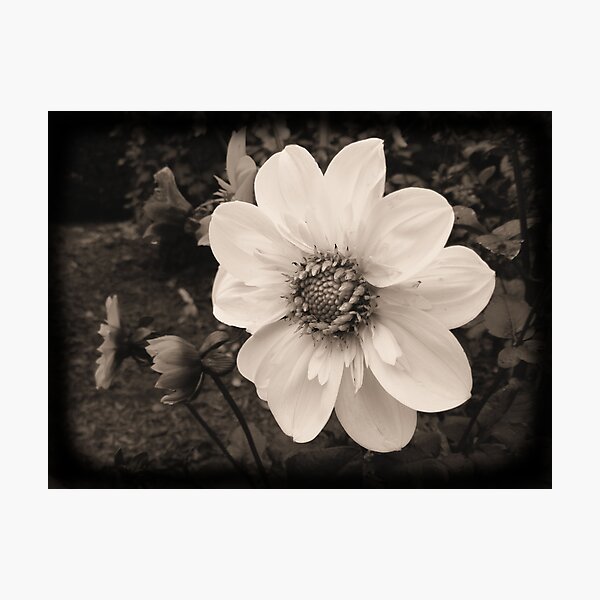 Dreamy Dahlia Photographic Print