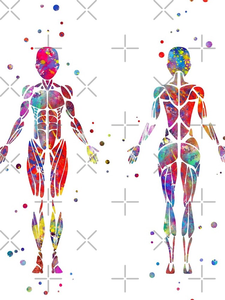 Muscular System Watercolor Anatomy Art Human Muscles Medical Art