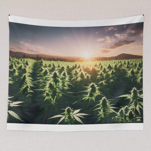 Item preview, Marijuana farm with sun rays in the background designed and sold by Robinson-Icious.
