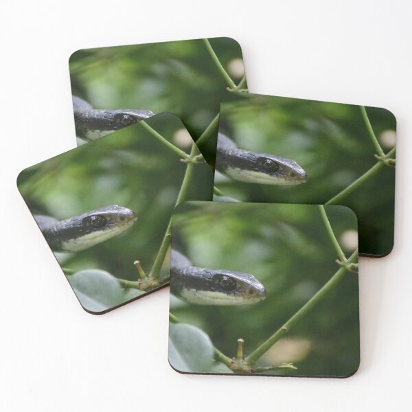 Item preview, Unedited Black Snake In A Jasmine Shrub designed and sold by MercerImages.