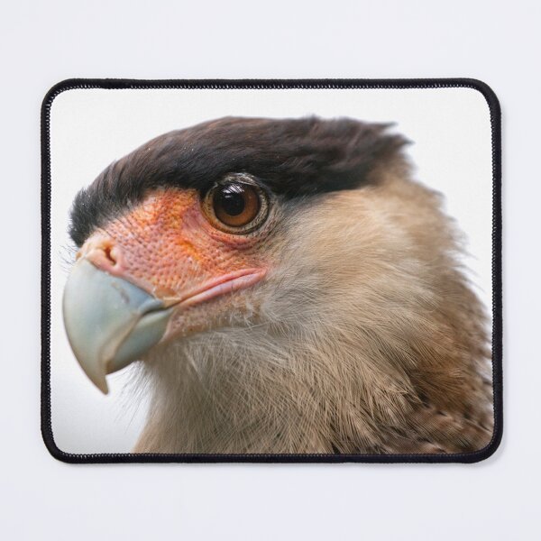 Item preview, Caracara designed and sold by Krys Bailey.