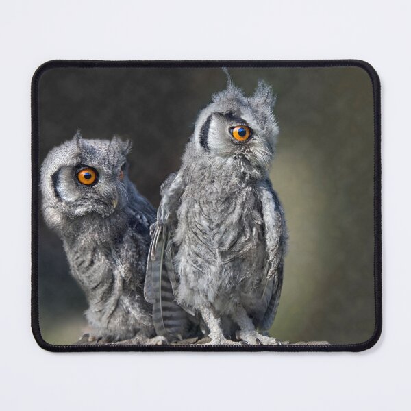 Item preview, Baby Owls designed and sold by Krys Bailey.