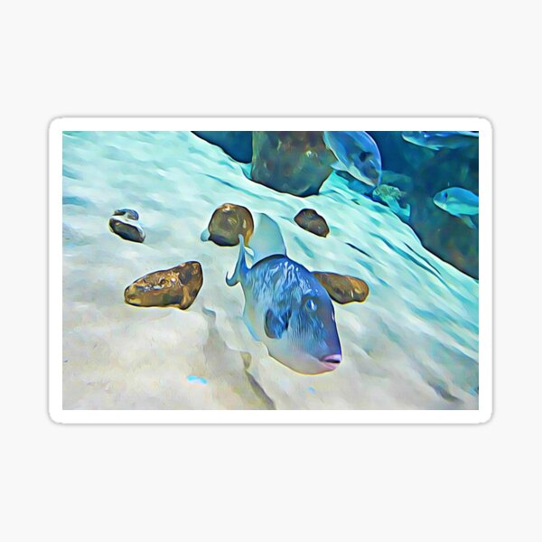 Funny Fish Sticker