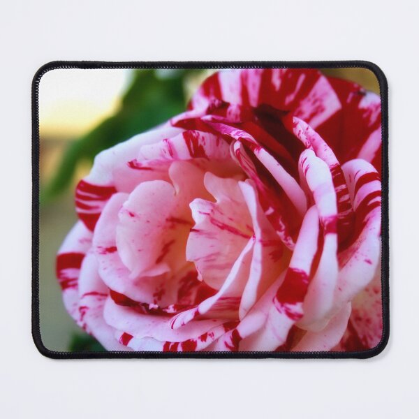 Item preview, Striped rose designed and sold by Lee's Place.