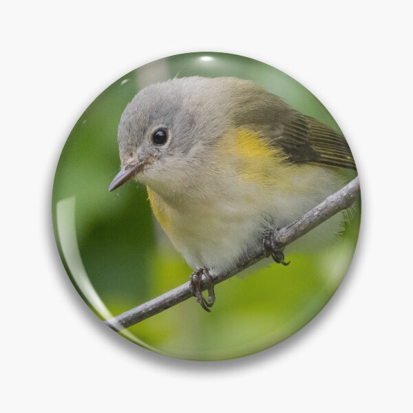 Item preview, American Redstart designed and sold by LaurenTucker.