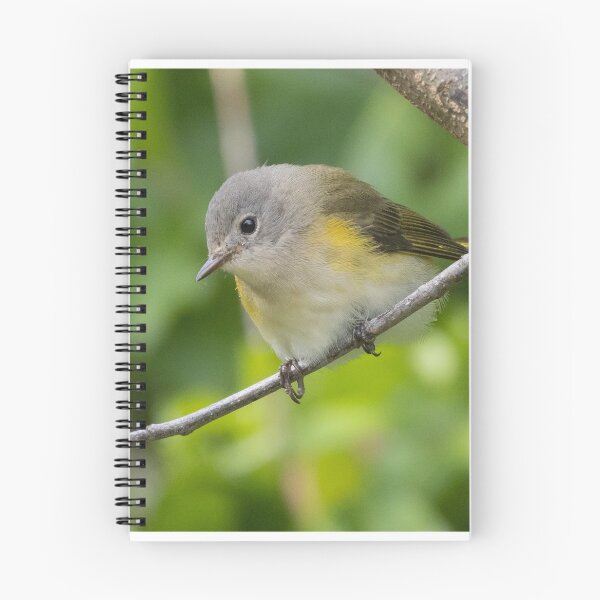 Item preview, American Redstart designed and sold by LaurenTucker.