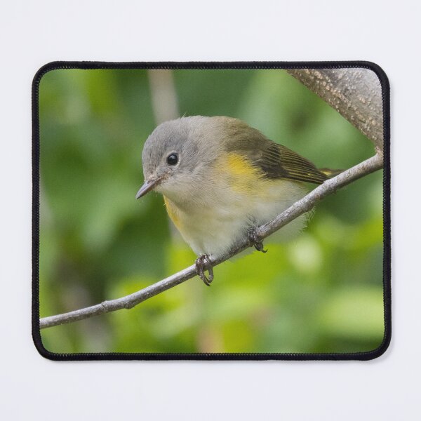 Item preview, American Redstart designed and sold by LaurenTucker.
