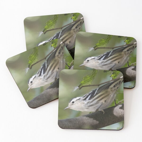 Item preview, Black and White Warbler designed and sold by LaurenTucker.