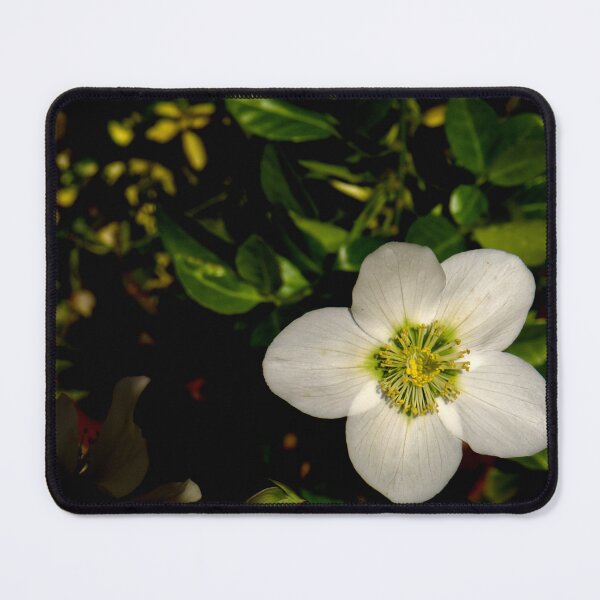 Item preview, Christmas Rose designed and sold by jalfc46.