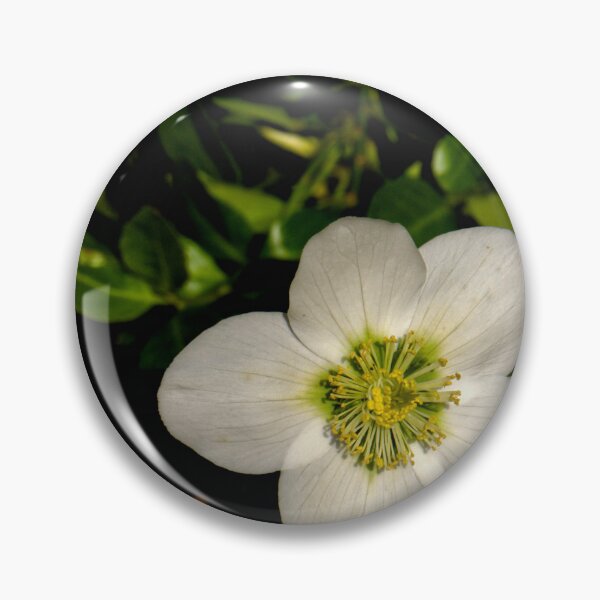 Item preview, Christmas Rose sqr designed and sold by jalfc46.