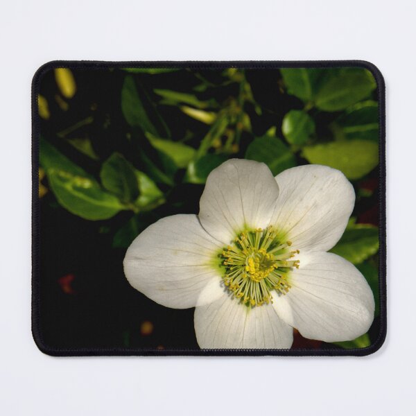 Item preview, Christmas Rose sqr designed and sold by jalfc46.