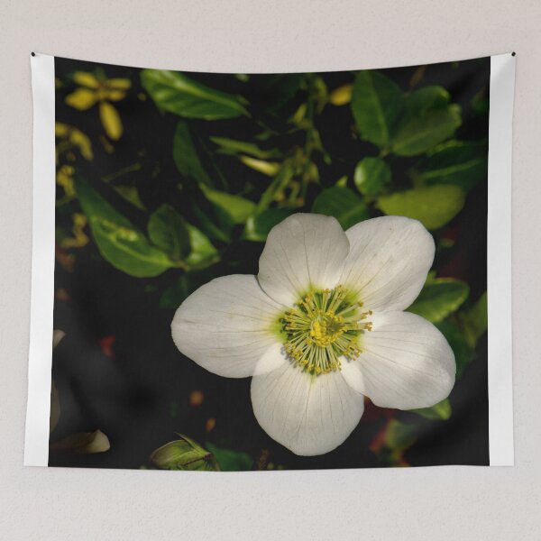 Item preview, Christmas Rose sqr designed and sold by jalfc46.