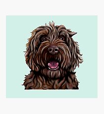 Chocolate Australian Cobberdog/Australian Labradoodle Photographic Print