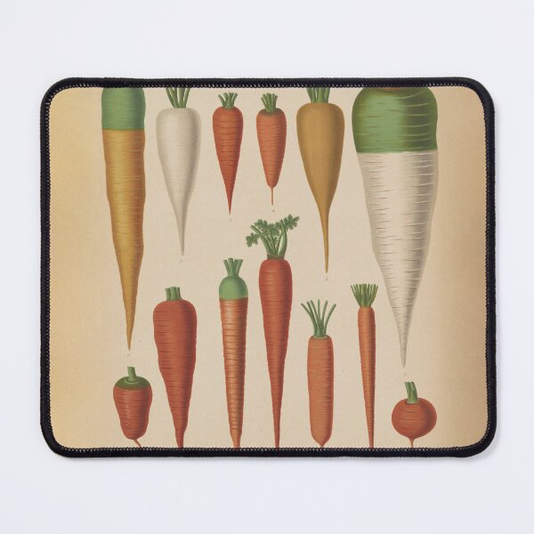 Item preview, Vintage Carrot Species Illustrative Diagram (1876) designed and sold by BravuraMedia.