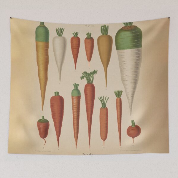 Item preview, Vintage Carrot Species Illustrative Diagram (1876) designed and sold by BravuraMedia.