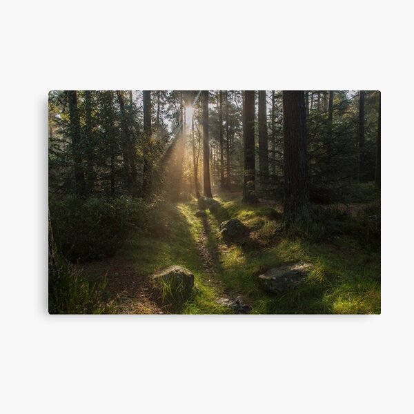 Forest Sunshine  Canvas Print