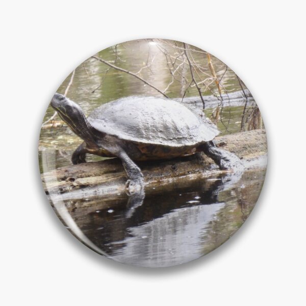 Item preview, Northern Red-bellied Cooter on a Log designed and sold by gistinker.