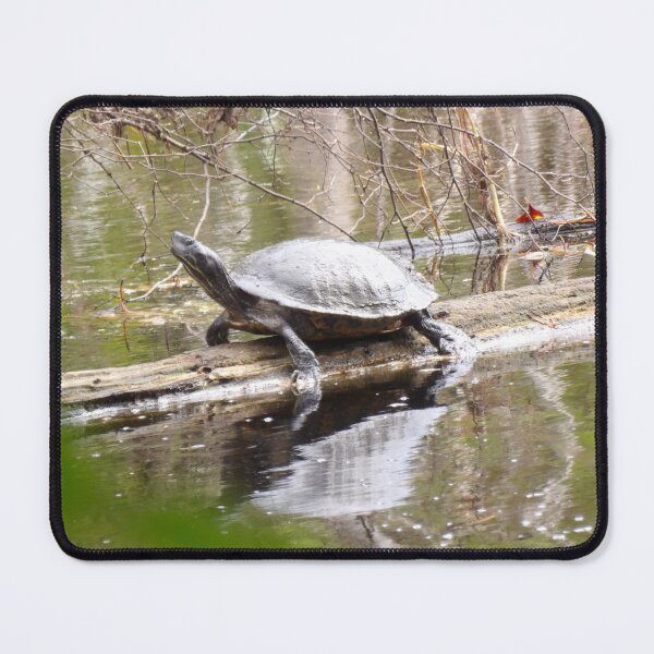 Item preview, Northern Red-bellied Cooter on a Log designed and sold by gistinker.