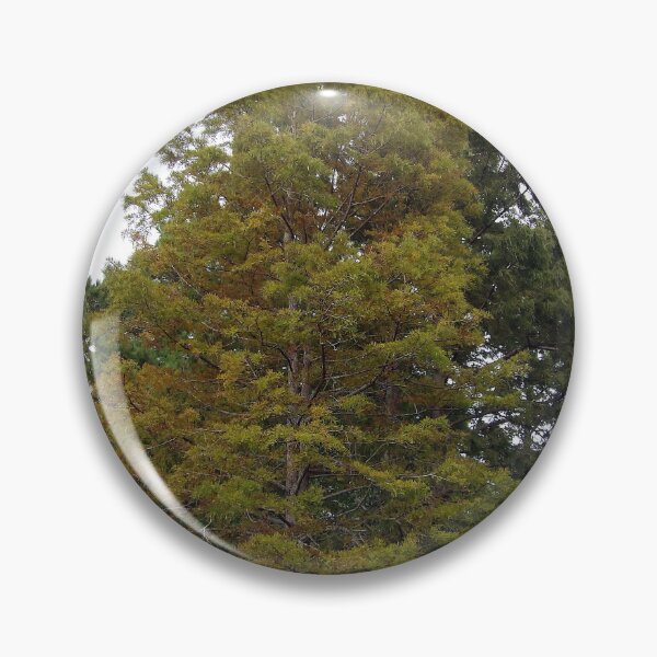 Item preview, Bald Cypress Tree designed and sold by gistinker.