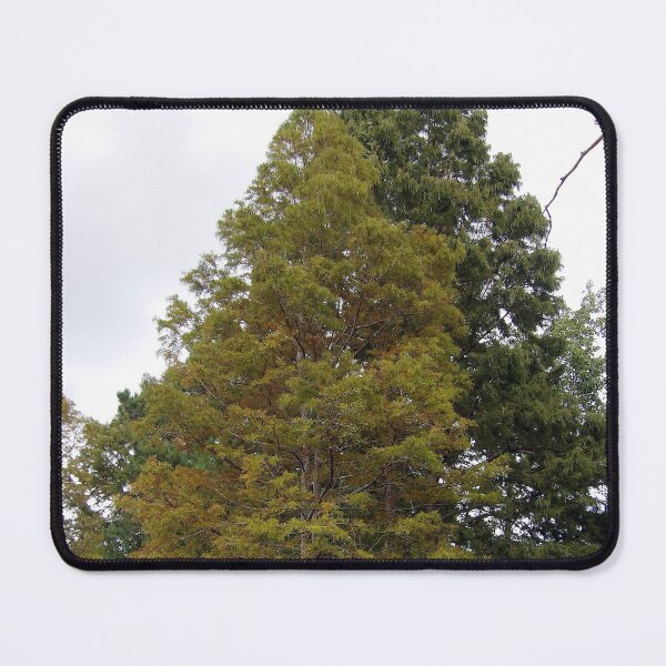 Item preview, Bald Cypress Tree designed and sold by gistinker.