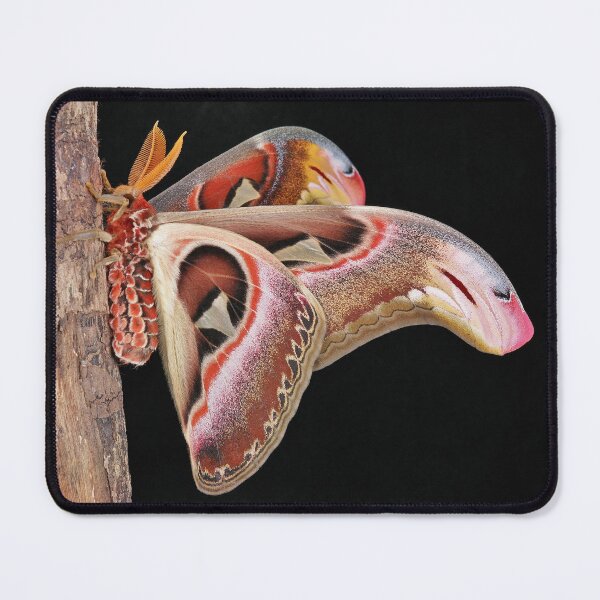 Item preview, Male Atlas Moth designed and sold by itchydogimages.
