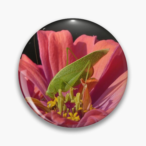 Item preview, Katydid on Zinnia designed and sold by Frankie Cat Photography.