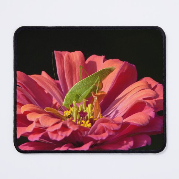 Item preview, Katydid on Zinnia designed and sold by Frankie Cat Photography.