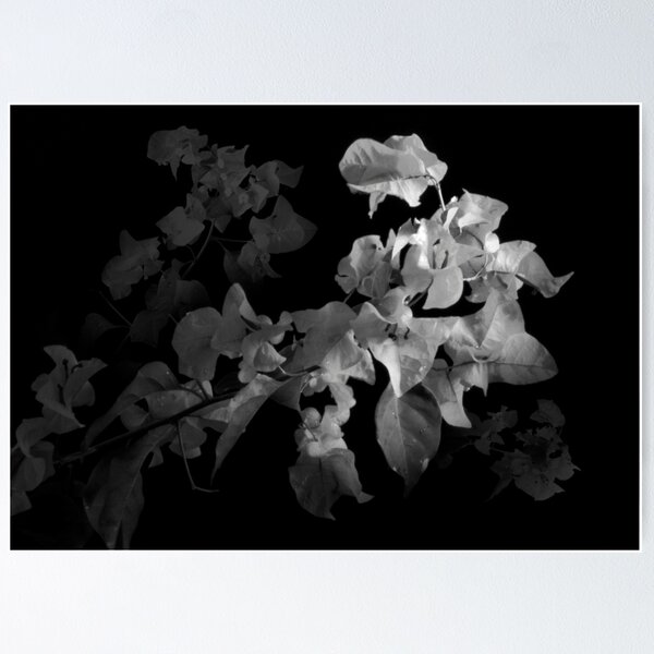 Item preview, Emerging Bougainvillea In Black and White designed and sold by Cheryl Eagers.