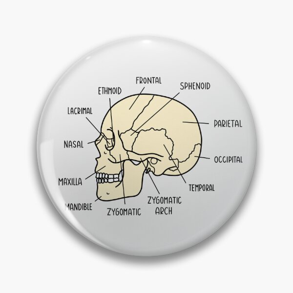 Item preview, Hand Drawn Skull Anatomy designed and sold by SofiaSava01.