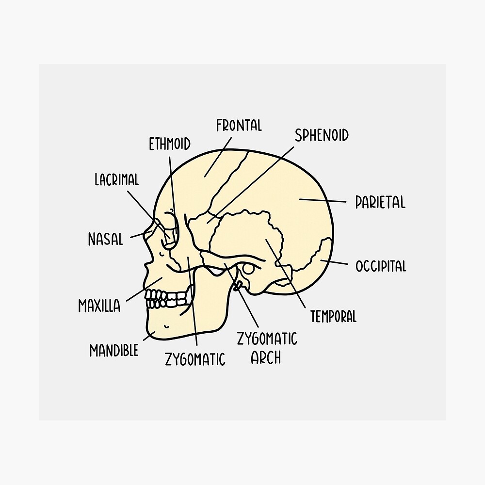 Hand Drawn Skull Anatomy Poster