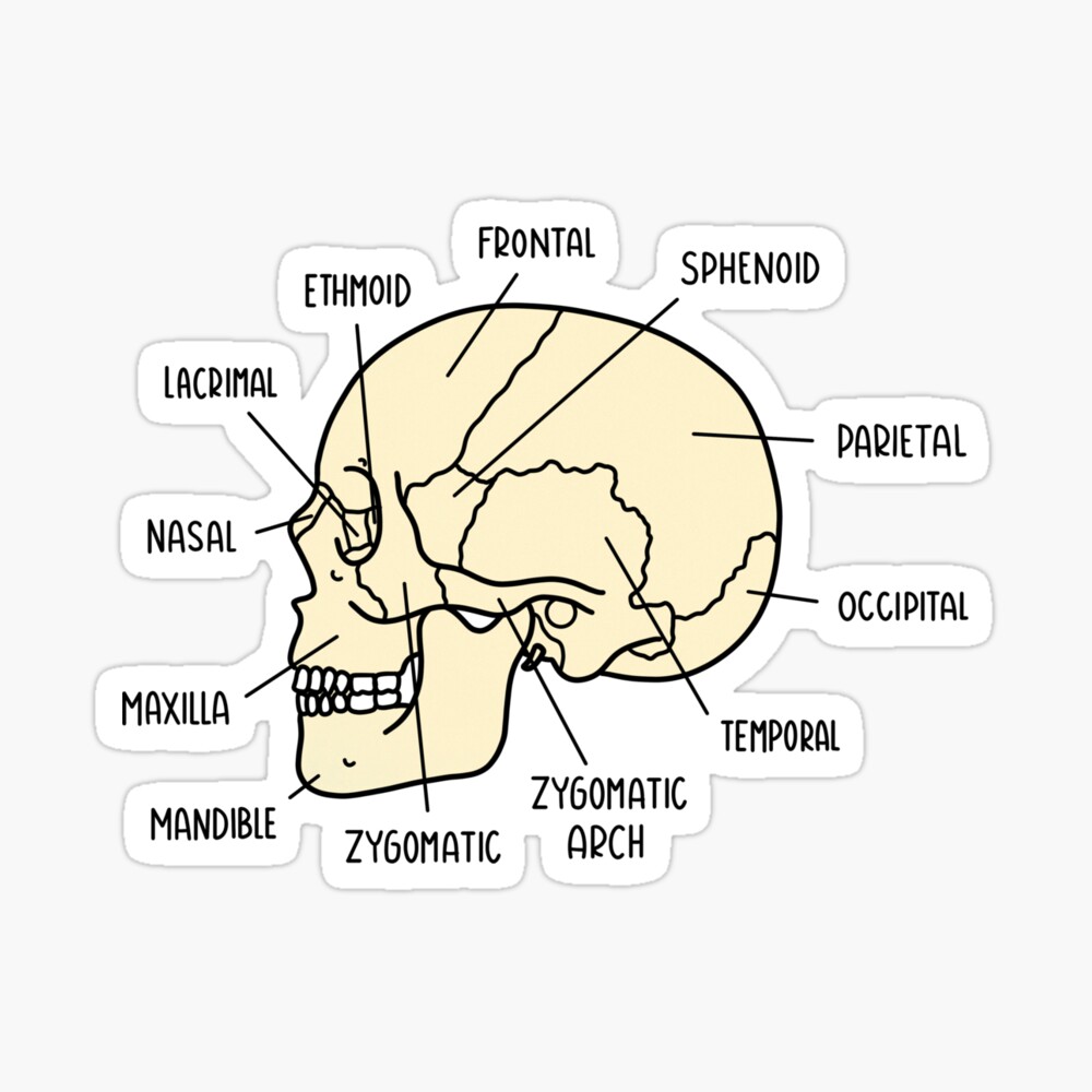 Hand Drawn Skull Anatomy Poster