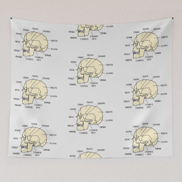 Item preview, Hand Drawn Skull Anatomy designed and sold by SofiaSava01.