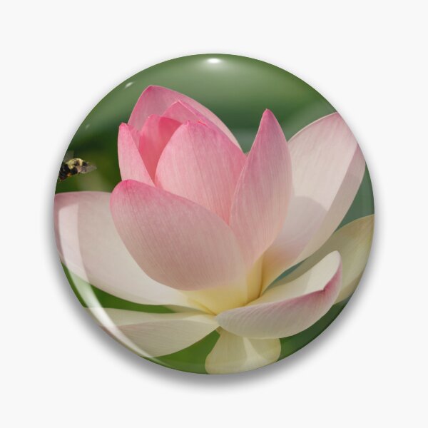 Item preview, BEAUtiful Pink Lotus flower, dear to Mahalakshmi, Goddess of Wealth, with bee and the radiating lotus feet of the Lord  designed and sold by TJ Devadatta Best.