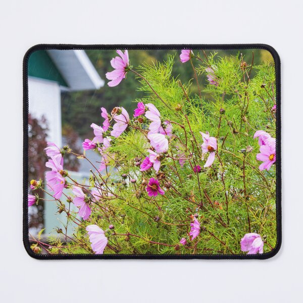Item preview, Bush of pink Cosmos flowers in a rainy day designed and sold by Travelways.