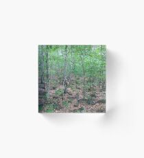 New Growth Acrylic Block