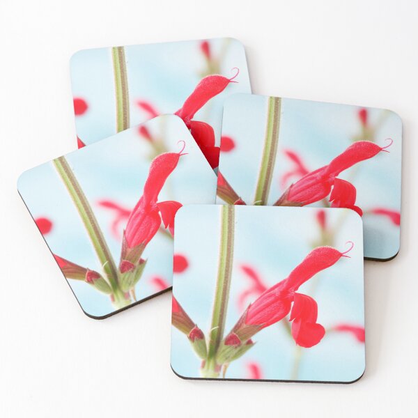 Item preview, Salvia darcyi  Mexican sage   designed and sold by Chris Burrows.