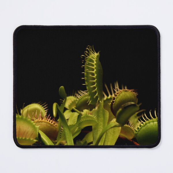 Item preview, Venus Fly Trap - Carnivorous Plant  designed and sold by LCAppling.