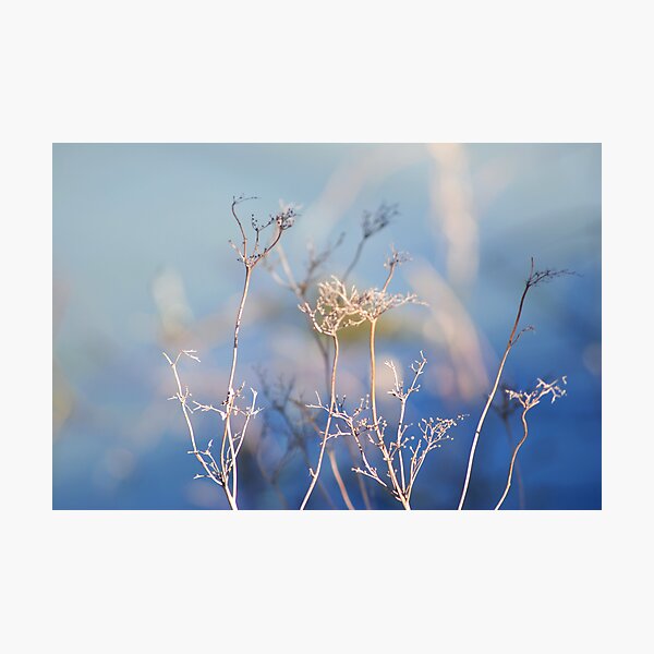 Spring Emerging Photographic Print