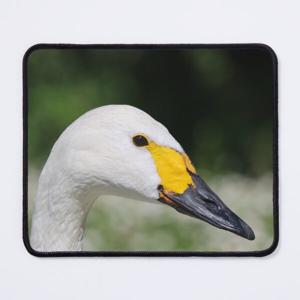 Item preview, Beswick's swan II designed and sold by GreyFeatherPhot.