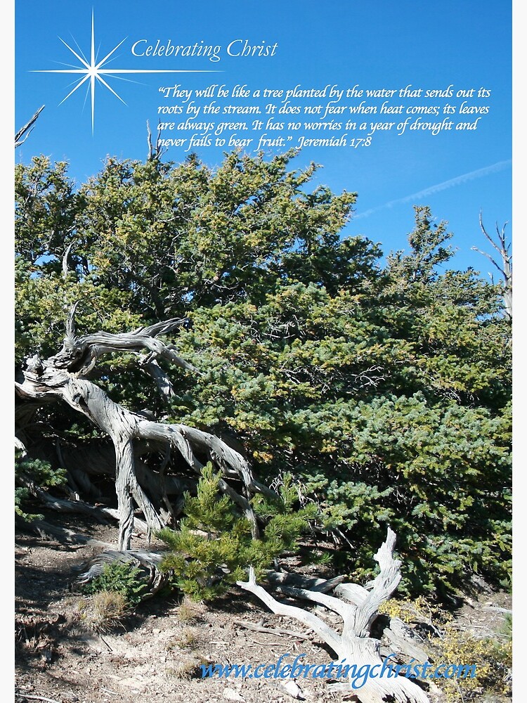 Bristlecone Pine Story Image - From ccnow.info by sdawsoncc