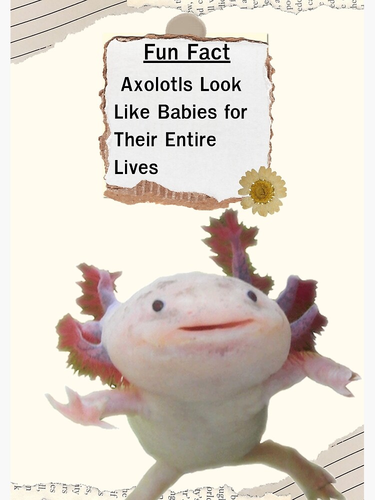 Axolotls Fun Fact Education